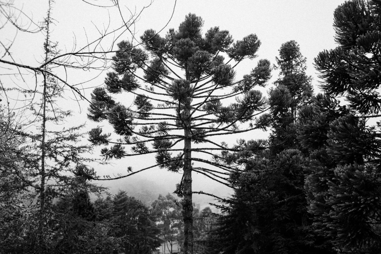 Cabana Mimosa Monte Verde  Exteriör bild